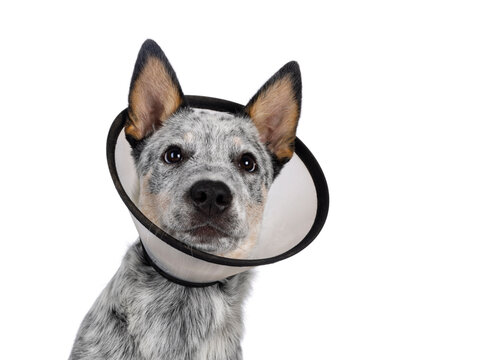 Picture for category Cones, Collars & Accessories